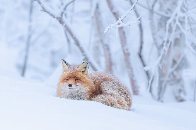 Explore the Norwegian Fjords and the Wildlife From Abisko - Who Should Consider This Tour?