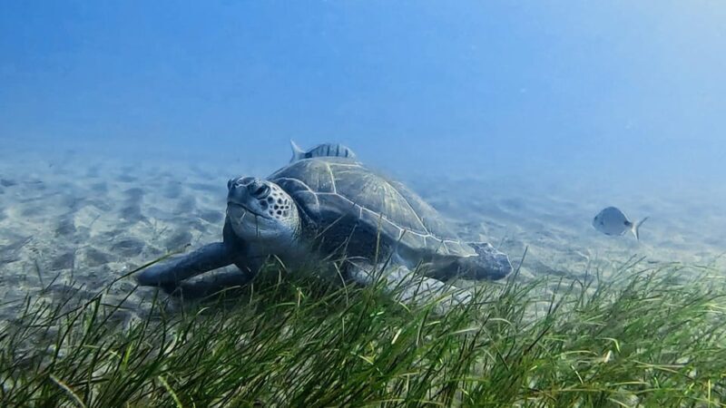 Explore the ocean - Snorkeling for Beginners Los Cristianos - Key Points