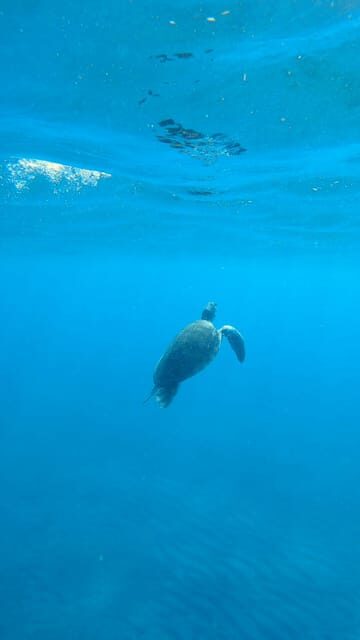 Explore the ocean - Snorkeling for Beginners Los Cristianos - Who Should Book This Tour?