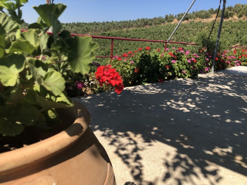 Explore the Secrets of Wine and Olives in Rethymno - A Close Look at the Itinerary and What You’ll Experience