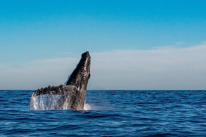 Explore Turtle Canyons Waikiki Snorkel and Sail Adventure - Authentic Experiences from Reviewers