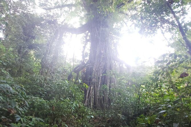 Explore Twin Lake Jungle Trekking and Canoeing - FAQ