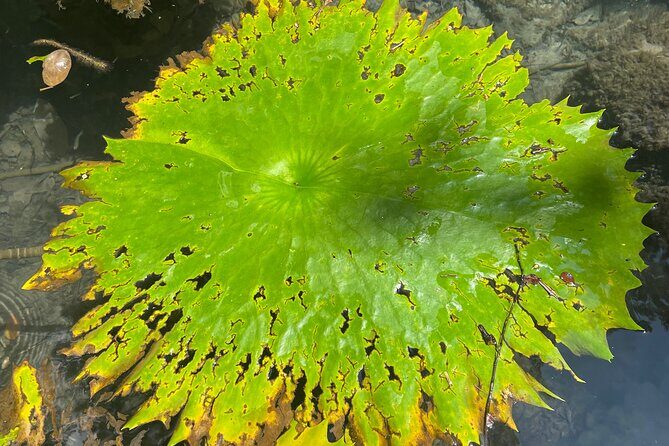 Explore Uxmal, 2 Magic Cenotes and Mayan Gastronomy - A Closer Look at the Itinerary