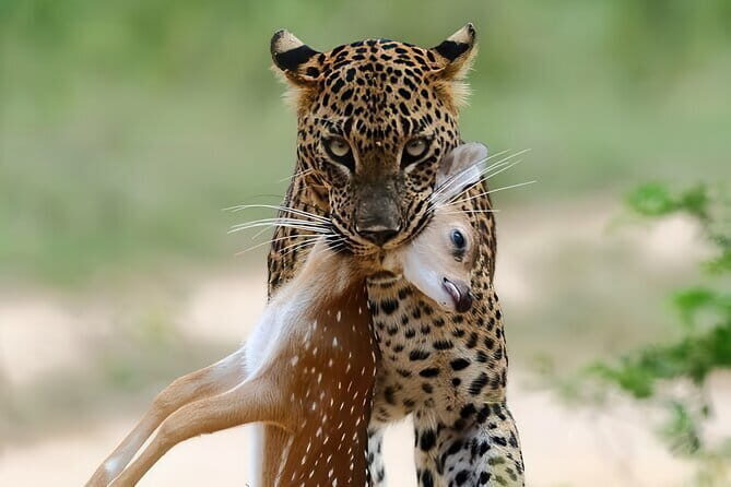 Explore Wild Wonders of Yala - An In-Depth Look at the Experience