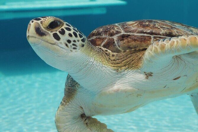 Explore Wildlife Sanctuaries on the WILD Palm Beaches Tour - Key Points