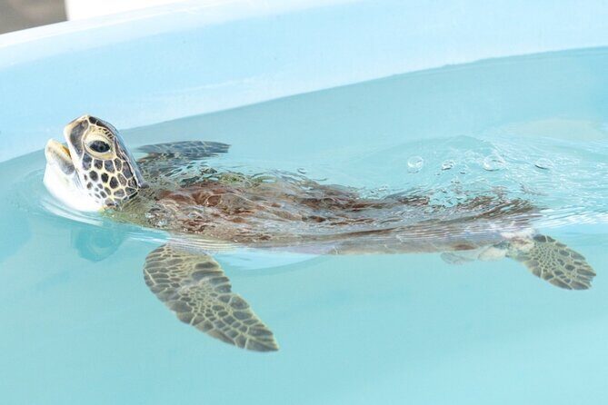 Explore Wildlife Sanctuaries on the WILD Palm Beaches Tour - Practical Details: What You Need to Know