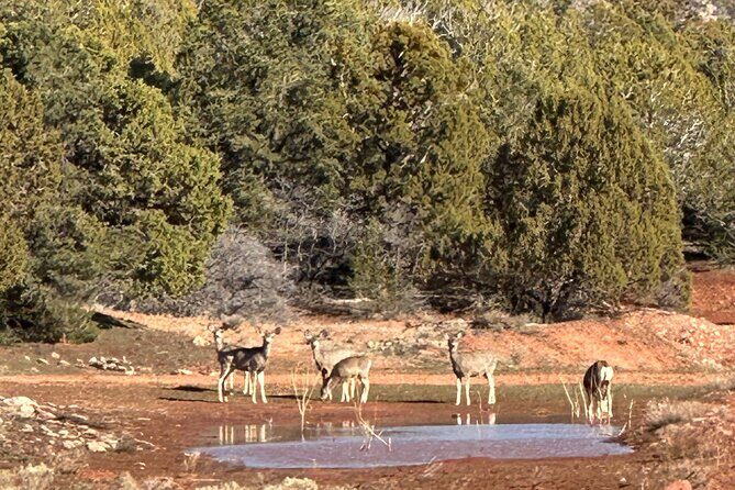 Explore Zion National Park & Beyond on a Private Jeep Adventure - Practical Details