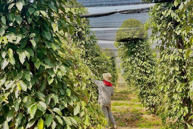 Exploring Kampot With SUV Car By English Local Tour Guide - La Plantation and the Secret Lake — Tranquility and Agricultural Heartland