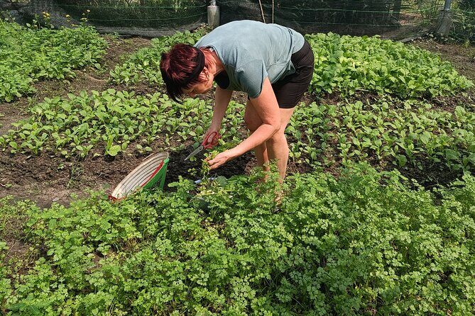 Exploring organic farm & Vietnamese Culinary with Master chef - Learning the Art of Food Balancing: Yin and Yang