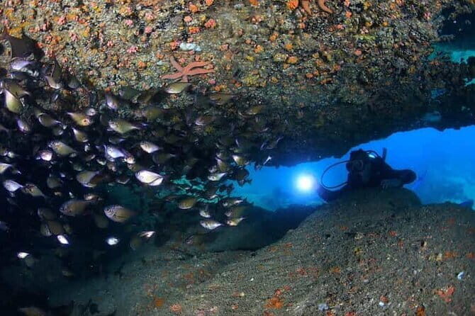 Exploring Scuba Diving for Non-Certified Divers In Nha Trang - Key Points