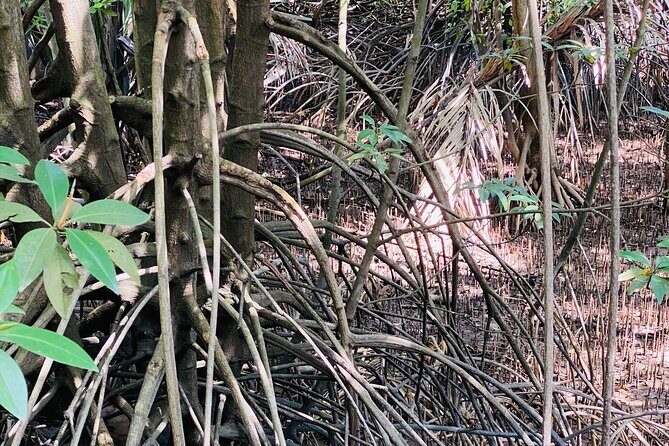 Exploring Singapores Forgotten Hills - An In-Depth Look at the Tour Itself