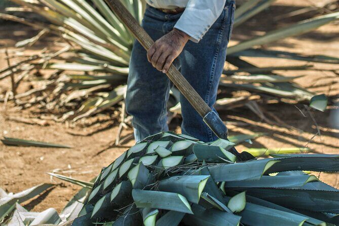 Express Dawn - What to Expect from the Tour