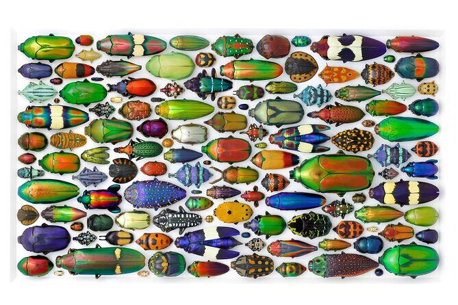 Exquisite Creatures Exhibit By Christopher Marley - An In-Depth Look at the Exquisite Creatures Exhibit