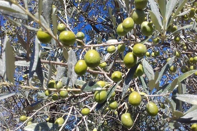 Extra Virgin Olive Oil Experience - A Closer Look at the Olive Oil Experience in San Gimignano