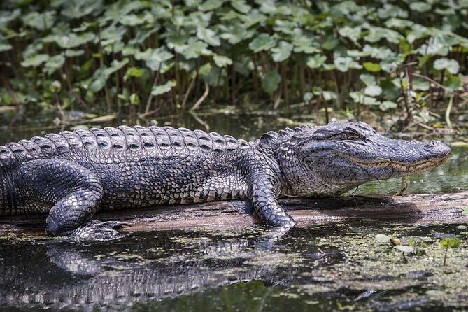 Extreme Everglades: Crocodiles and Adventure from Miami - Detailed Tour Breakdown