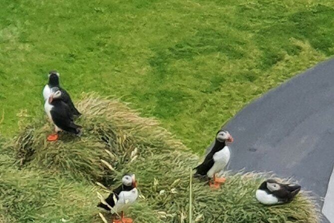 Eyjascooter Puffin Tour in Iceland - An Introduction to the Tour