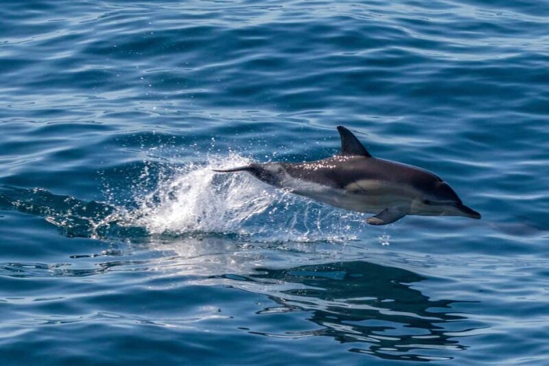 FAANA: DOLPHIN SAFARI - A Deep Dive into the Faana Dolphin Safari Experience