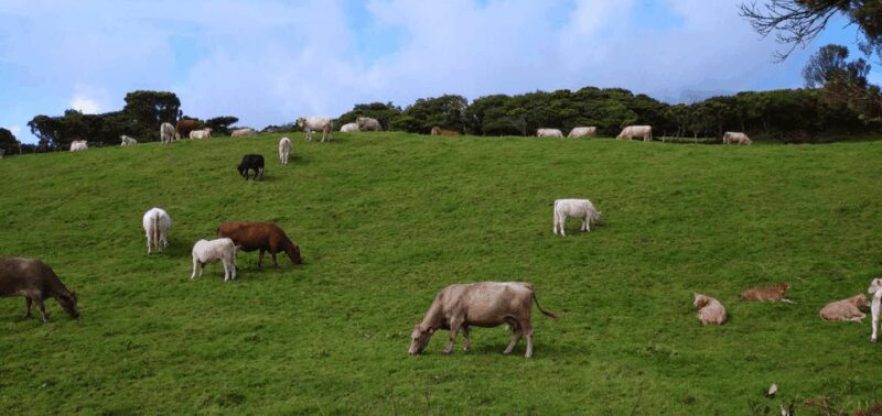 Faial Island: Personalized tour with Pic Nic - Who Would Love This Experience?