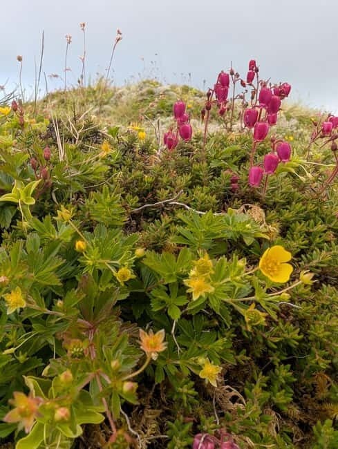 Faial: Private 4WD Full Day Island Tour with Local Guide - The Sum Up