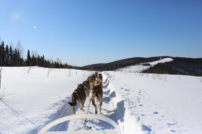 Fairbanks: 1-Hour Alaskan Winter Dog Sledding Adventure - What to Expect