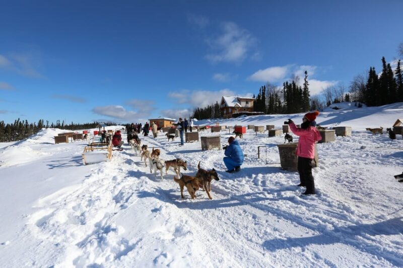 Fairbanks: 1-Hour Alaskan Winter Dog Sledding Adventure - Considerations and Tips