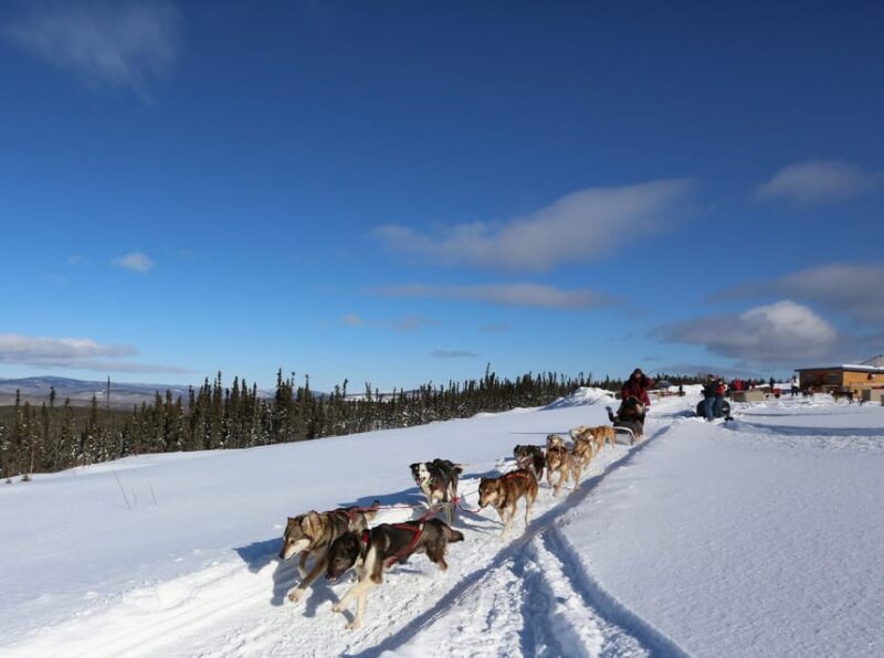 Fairbanks: 1-Hour Alaskan Winter Dog Sledding Adventure - Final Thoughts: Is This Tour Worth It?