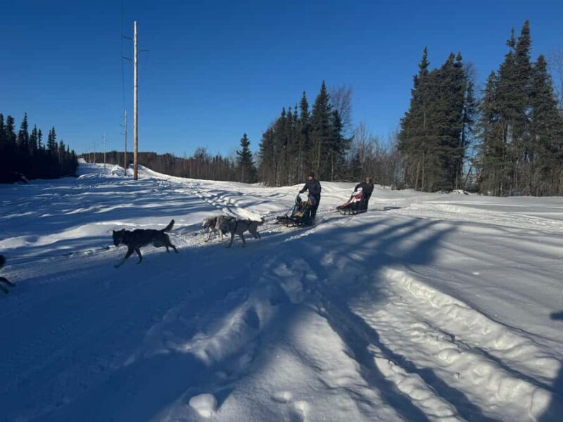 Fairbanks: 2-Hour Basic Dog Mushing School - An In-Depth Look at the Experience