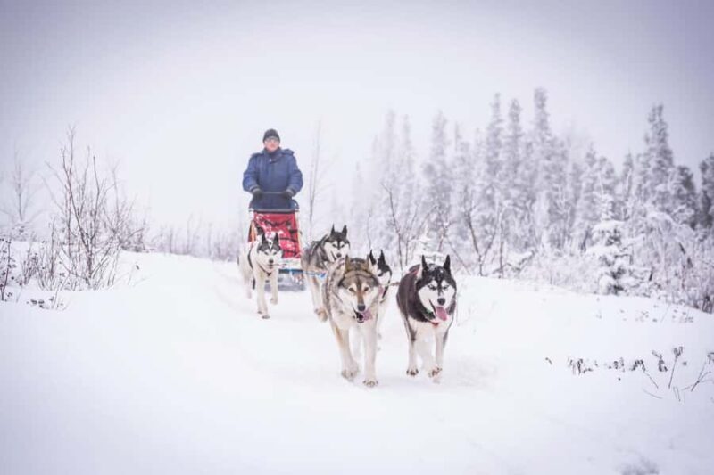 Fairbanks, AK: "Drive your Own Dog Team" Sledding Adventure - Key Points
