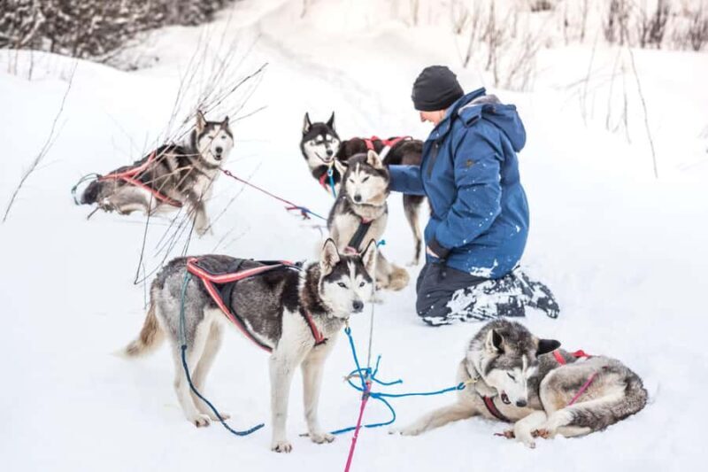 Fairbanks, AK: "Drive your Own Dog Team" Sledding Adventure - What Makes This Tour Special?
