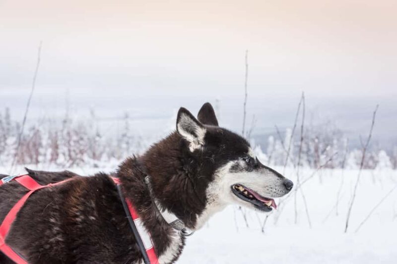 Fairbanks, AK: "Drive your Own Dog Team" Sledding Adventure - Final Thoughts