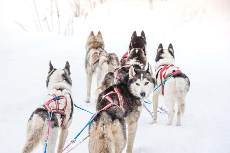 Fairbanks, AK: Half Day "Drive your Own Dog Team" Tour - Key Points