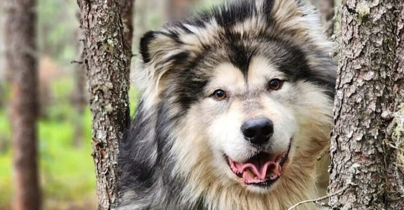 Fairbanks: Alaskan Summer Sled Dog Adventure - Key Points