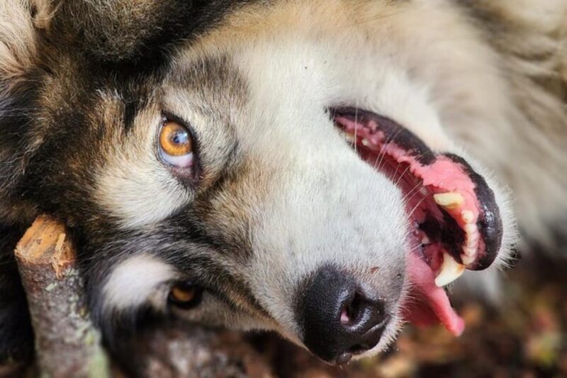 Fairbanks: Alaskan Summer Sled Dog Adventure - An Authentic Look at Alaska’s Sled Dog Heritage