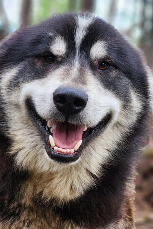 Fairbanks: Alaskan Summer Sled Dog Adventure - Meeting the Sled Dogs: Power and Enthusiasm