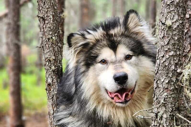 Fairbanks: Alaskan Summer Sled Dog Adventure - FAQ