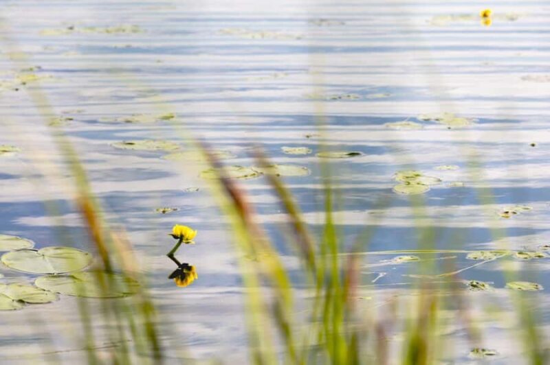 Fairbanks: Beauty of the North - The Sum Up