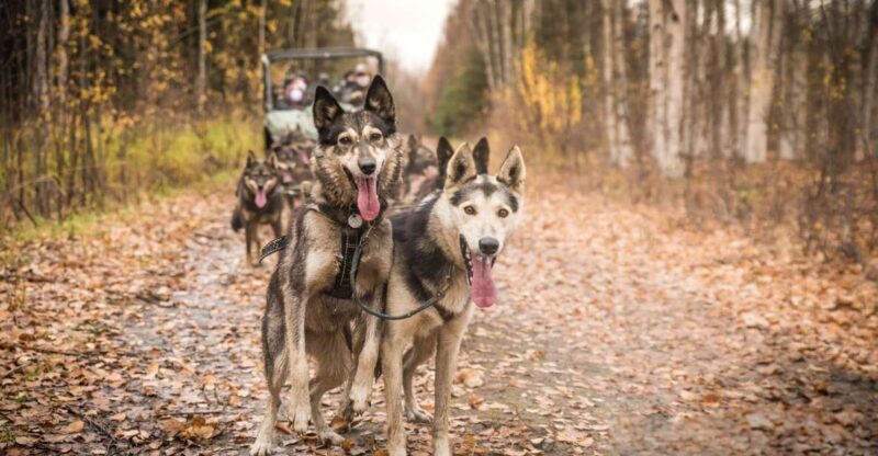 Fairbanks: Dog Mushing through Fall Landscapes on a UTV - Key Points