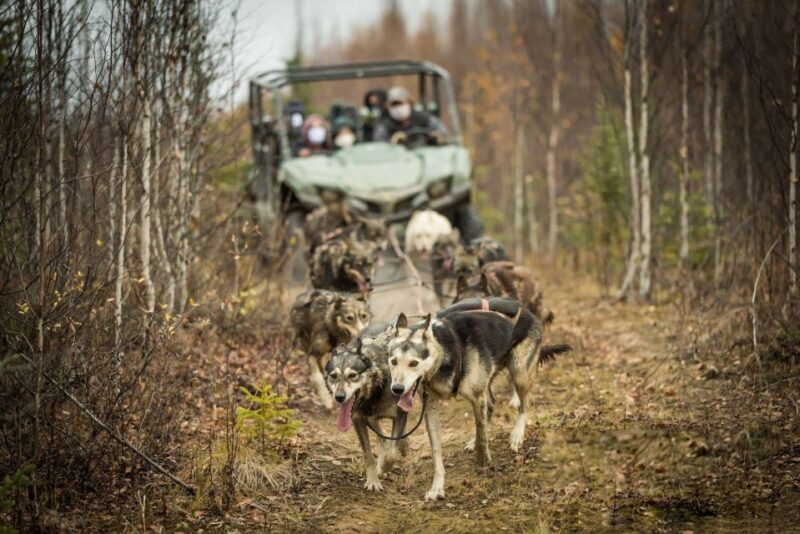 Fairbanks: Dog Mushing through Fall Landscapes on a UTV - A Detailed Look at the Fall Mushing Experience