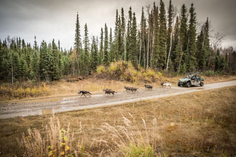 Fairbanks: Dog Mushing through Fall Landscapes on a UTV - Who Will Love This Tour?