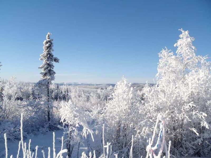 Fairbanks: Northern Lights & Arctic Circle Tour - The Guide Experience