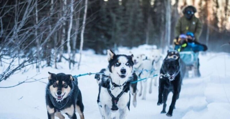 Fairbanks: Private Mush on the Historic Yukon Quest Trail - The Experience of the Huskies and the Scenery