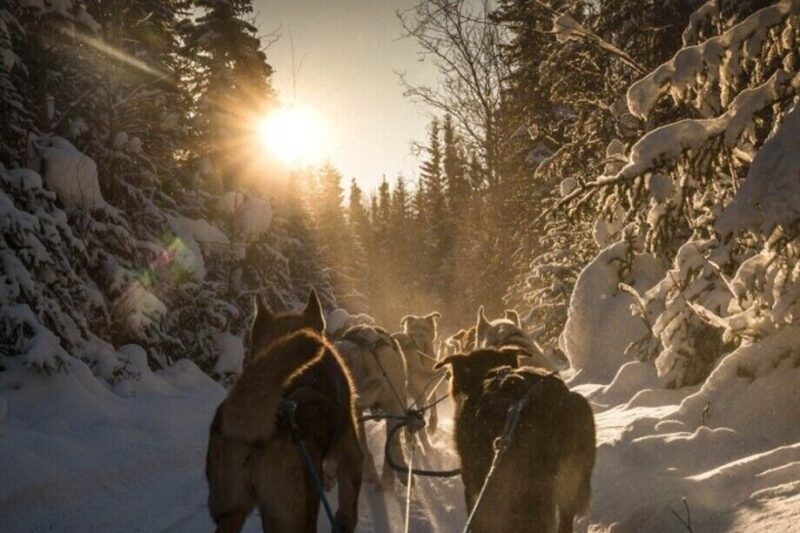 Fairbanks: Private Mush on the Historic Yukon Quest Trail - The Experience from the Reviews
