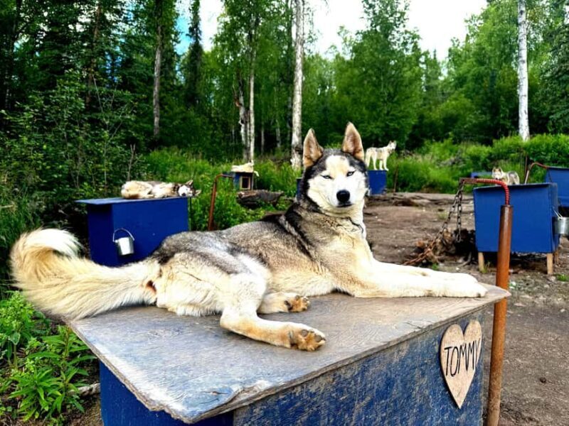 Fairbanks: Siberian Husky Kennel Tour - Fairbanks: Siberian Husky Kennel Tour — A Close-Up Look at Alaska’s Working Dogs
