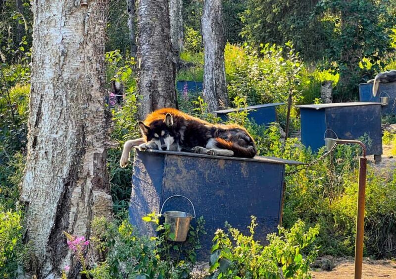 Fairbanks: Siberian Husky Kennel Tour - An In-Depth Look at the Siberian Husky Kennel Tour