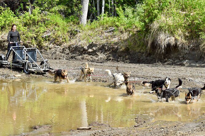 Fairbanks Sled Dog Adventure with Campfire & S'mores - FAQ