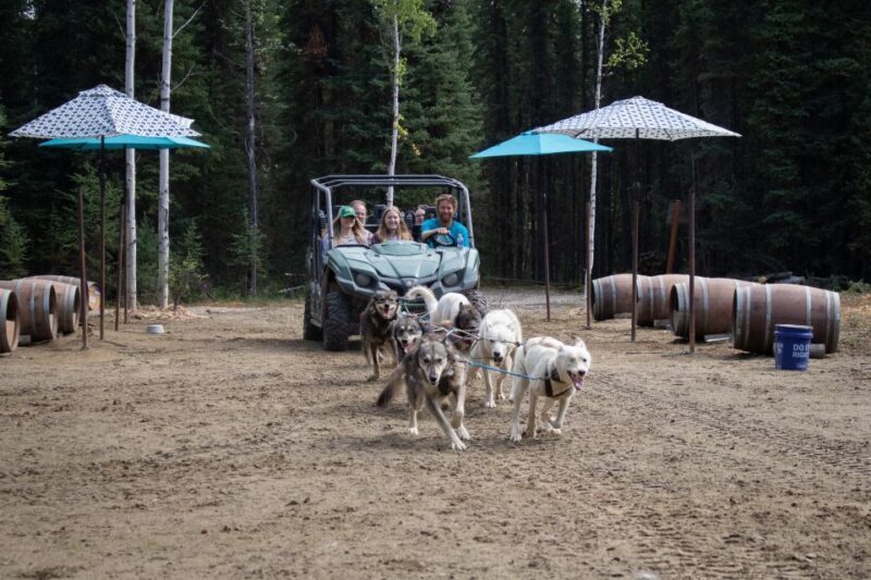 Fairbanks: Summer Mushing Cart Ride and Kennel Tour - The Itinerary and What You Can Expect