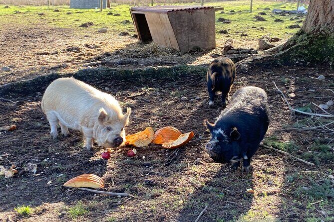 Faithful Hands Farm Tour - FAQ