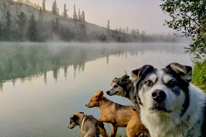 Fall Color Tour in Yukon from Whitehorse - FAQ