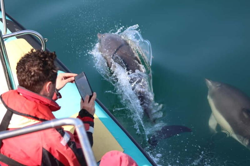 Falmouth: 2 Hour Wildlife Watching RIB Tour - Key Points
