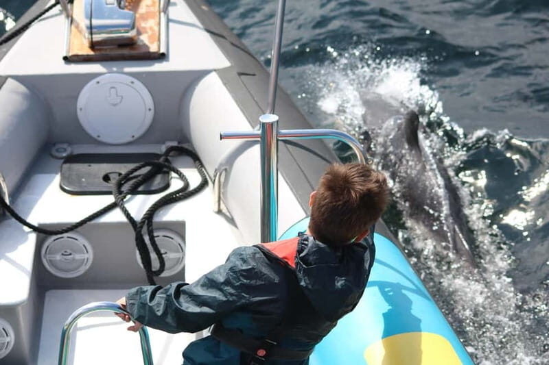 Falmouth: 2 Hour Wildlife Watching RIB Tour - The Experience: Pros and Cons